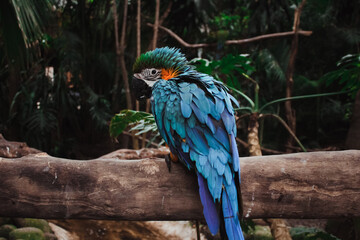 Aves tropicales y coloridas