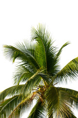 Fototapeta na wymiar leaves of coconut tree isolated on white background, clipping path included.