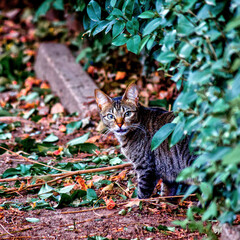 gato gata felino animal mascota domestica