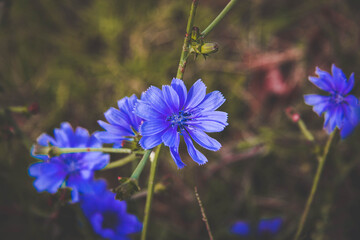 flor naturaleza azul primavera 