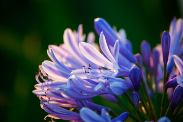 flor naturaleza morada azul macro huerta