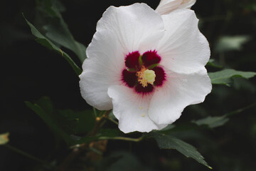 flower white green red