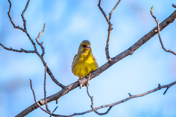 Green and yellow songbird, The European greenfinch sitting on a branch in spring.