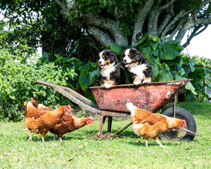 Bernese Mountain Dog Puppies sitting in old rusty wheel barrow with chooks below