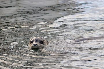 Harbour Seal in the ocean at Pedder Bay on Vancouver Island, British Columbia