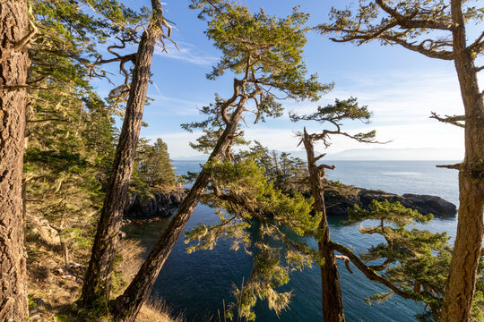 View through trees of the ocean at Iron Mine Bay in East Sooke Regional Park on Vancouver Island