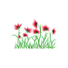 Beautiful poppies on white background, great design for any purposes. Vintage illustration. Stock image. EPS 10.