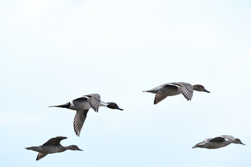 鴨
