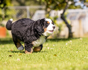 Bernese Mountain Dog Pup running in the grass