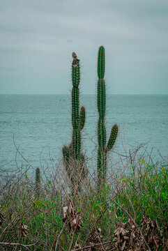 CAPTUS