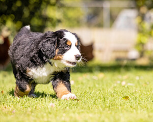 Bernese Mountain Dog Pup running in the grass