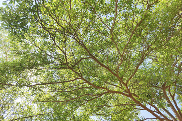 Landscape the big tree with nature background