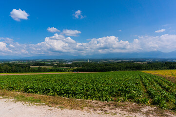Fototapeta na wymiar 高台の畑から見下ろす広大な北海道の景色と晴れた青空と雲