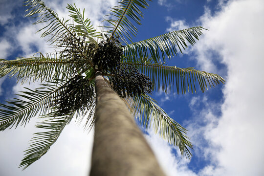 salvador, bahia, brazil - february 15, 2021: plantation of acai palms (euterpe oleracea) in the city of Salvador.