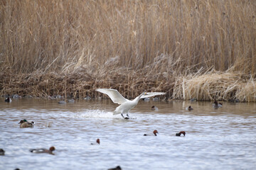 白鳥　大空に羽ばたくコハクチョウ