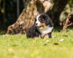 Fototapeta premium Bernese Mountain Dog Pup sitting in the grass