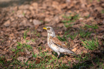 Fieldfare, Turdus pilaris, on a sprng lawn.