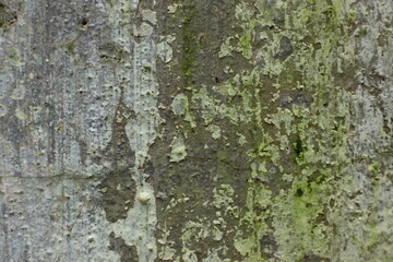 Obraz premium Old wall surface texture background