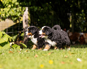 Bernese Mountain Dog Puppies standing in the grass