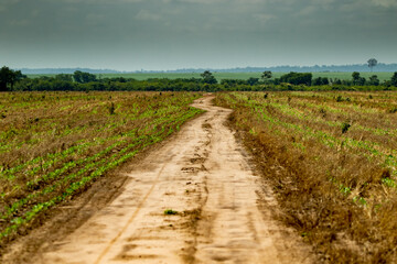 Fototapeta na wymiar boundary between soybean plantation and primary forest