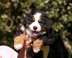 Bernese Mountain Dog Pup close up of head