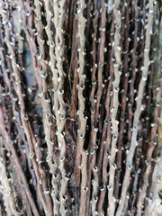 Full frame of vegetable roots strings