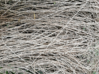 Full frame of vegetable roots strings