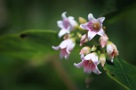 Selective focus background of spreading dogbane flowers