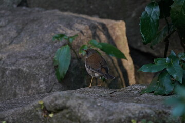 pale thrush on the rock