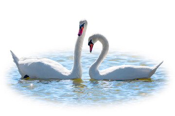 Two Graceful white Swans swimming in the lake, isolated on white background. Mating games of a pair of white swans. Swans swimming on the water in nature. Valentine's Day background
