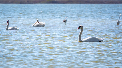 Graceful water birds, white Swan and white and grey herons swimming in the lake.