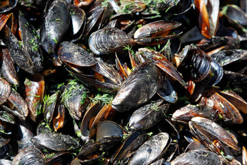 mussels with parsley closeup, select focus