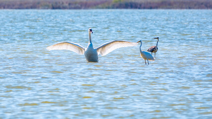 Graceful water birds, white Swan and white and grey herons swimming in the lake.