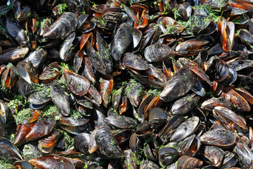 a lot of mussels with parsley in sunny light