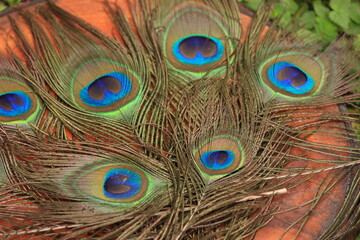 peacock feather detail and texture for fashion and decoration
