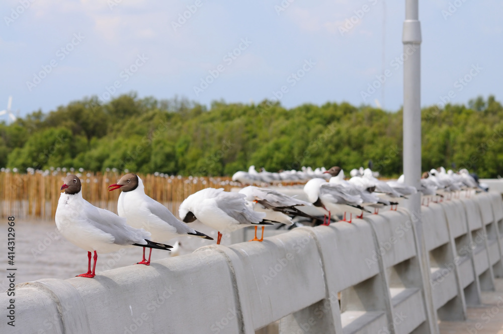 Wall mural Black-headed Gulls on a Rail