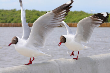 Black-headed Gulls on a Rail (focus on the right gull)