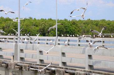 Black-headed Gulls