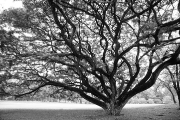 Under a Huge Tree in a Park (in monochrome)