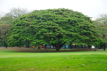  A Huge Tree in a Park