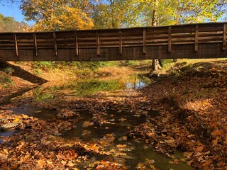 Fototapeta premium autumn in the park