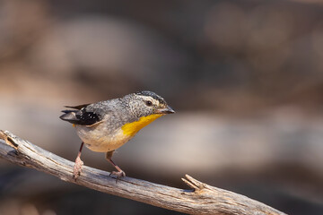 The Spotted Pardalote (Pardalotus punctatus) is one of the smallest of all Australian birds and is characterized by distinct spotting on its head and body. 