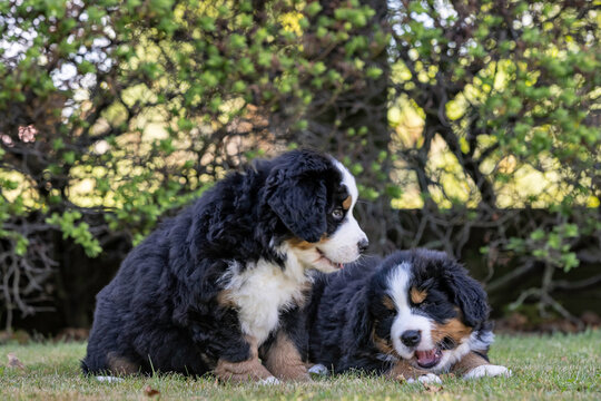 Bernese Mountain Dog Puppies One Eating A Biscuit