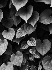 heart shaped leaves