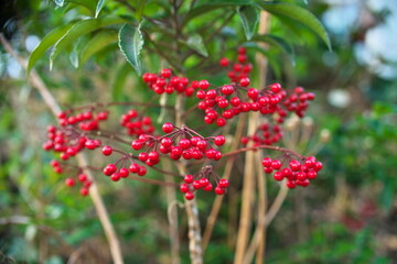 Tokyo,Japan-February 14, 2021: Deep Bokeh of Closeup of Ardisia crenata or Manryo
