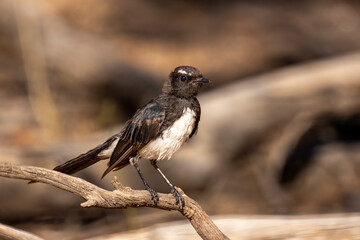 A common Australasian black and white fantail bird known as a Willie Wagtail (Rhipidura leucophrys). The name wagtail stems from the constant sideways wagging of the tail.