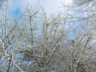 snow covered branches
