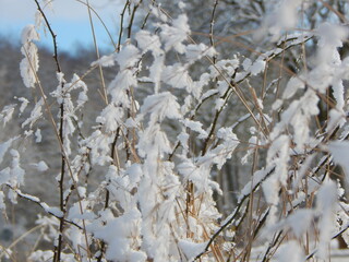 snow covered branches