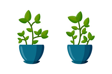 Potted plants set. Green plant in cartoon style. Vector illustration isolated on white background