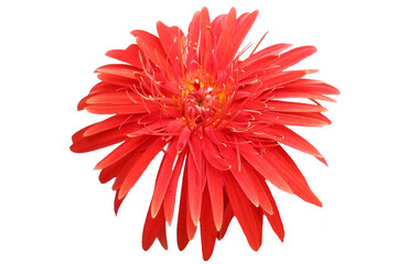 red gerbera flower isolated on white